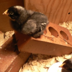 Our little chicks!